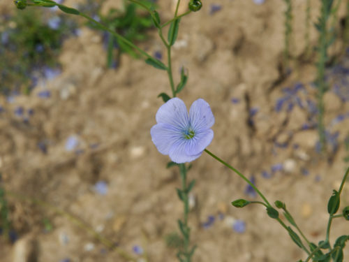 Fleur de lin éphémère